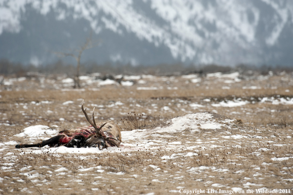 Elk carcass from predator in winter meadow. 