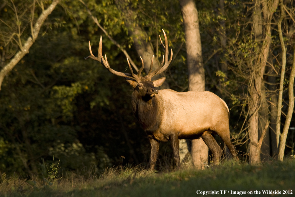 Rock Mountain Elk in habitat. 