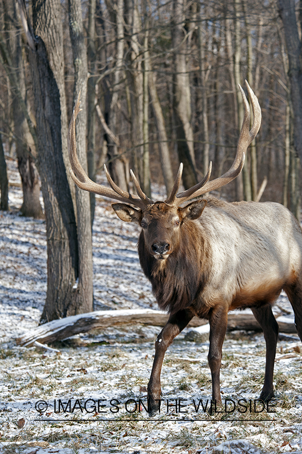 Rocky Mountian Elk in habitat.