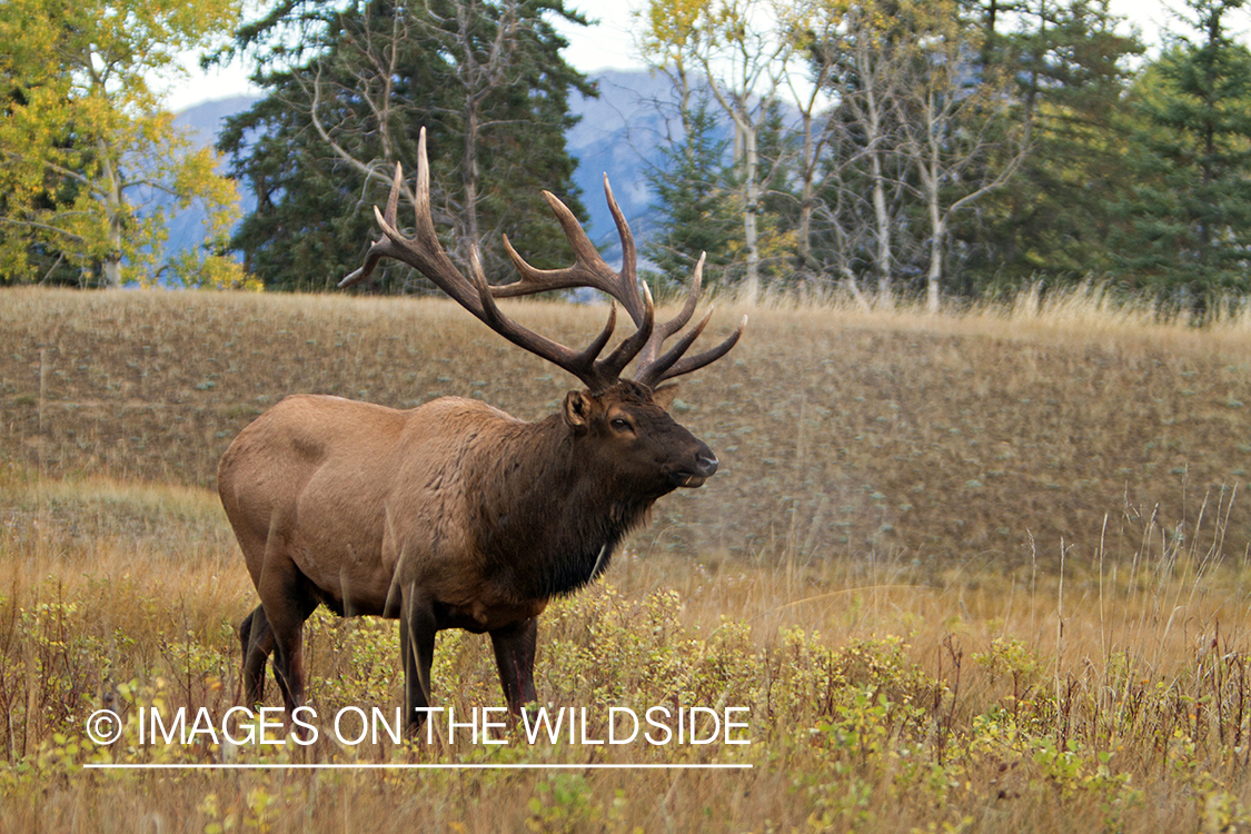 Rocky Mountain Bull Elk in habitat.