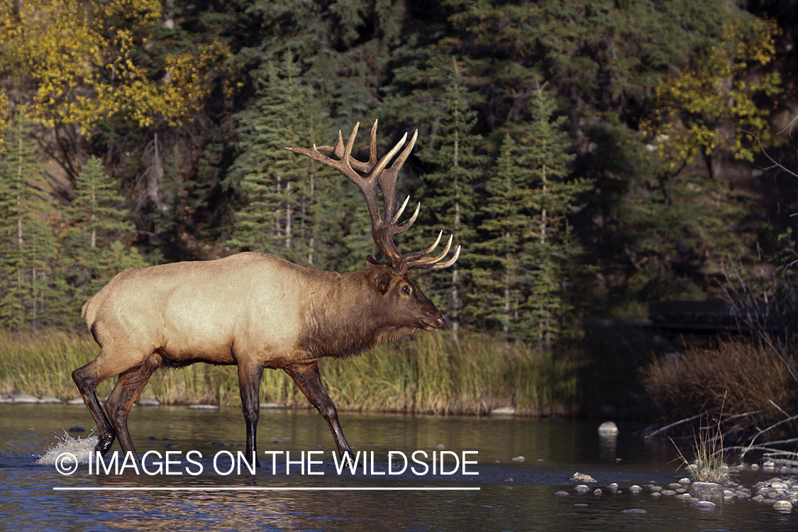 Rocky Mountain Bull Elk in habitat.