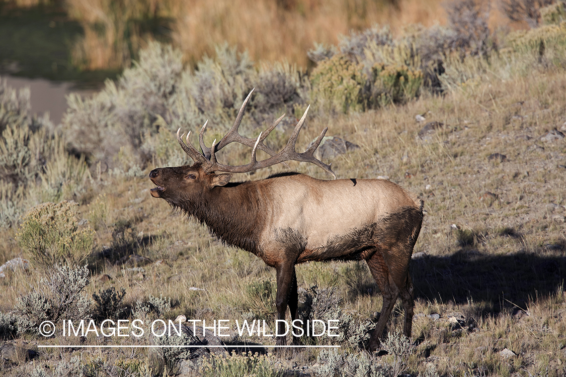 Rocky Mountain Bull Elk bugling in habitat.