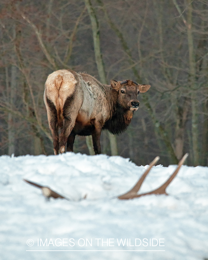 Bull elk looking back at shed antler.