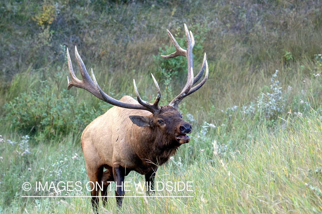 Bull elk in autumn habitat.