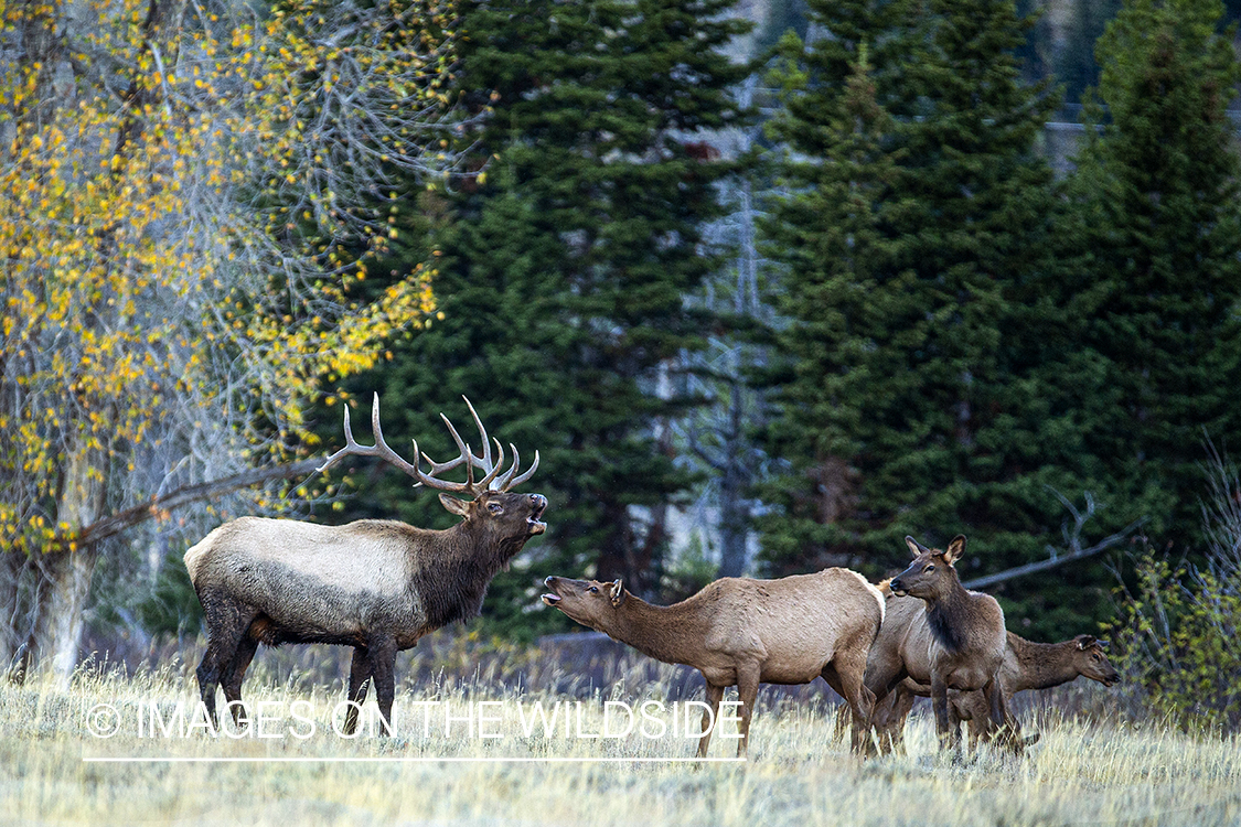 Bull elk approaching cows.