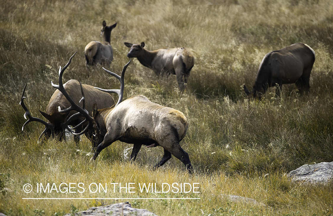 Rocky Mountain Elk in field.