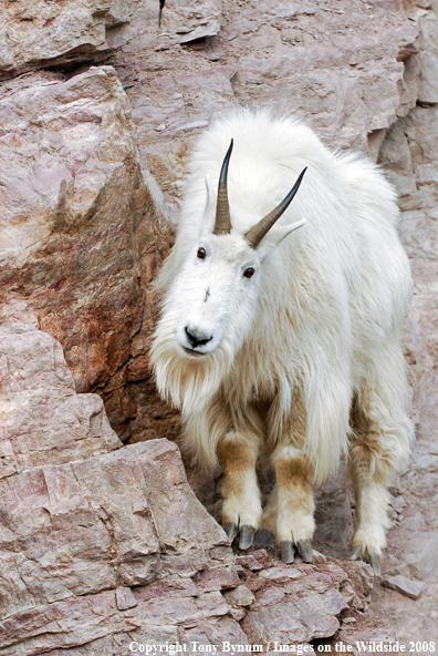 Billy Mountain Goat