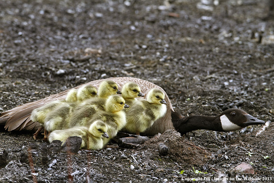 Goose with goslings.