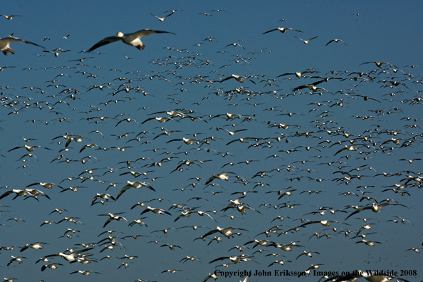 Snow geese in habitat.