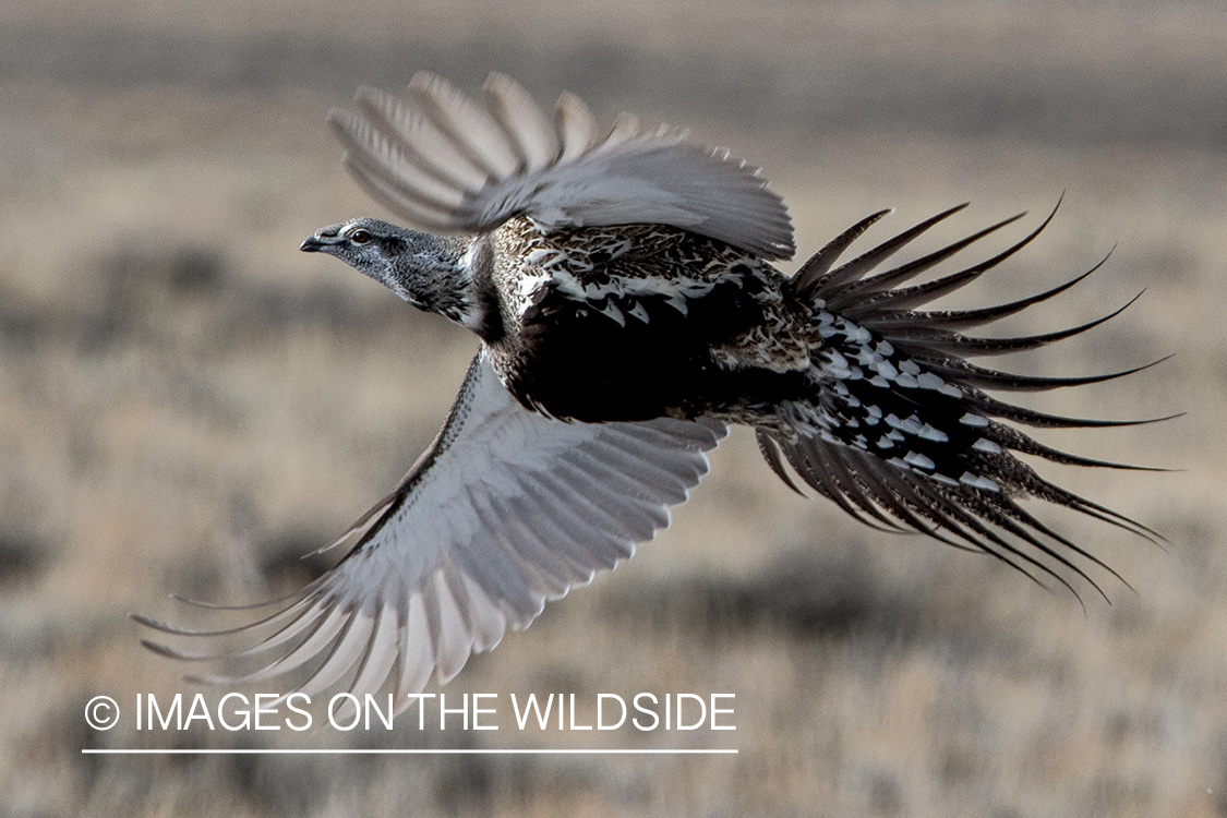 Male sage grouse in flight.