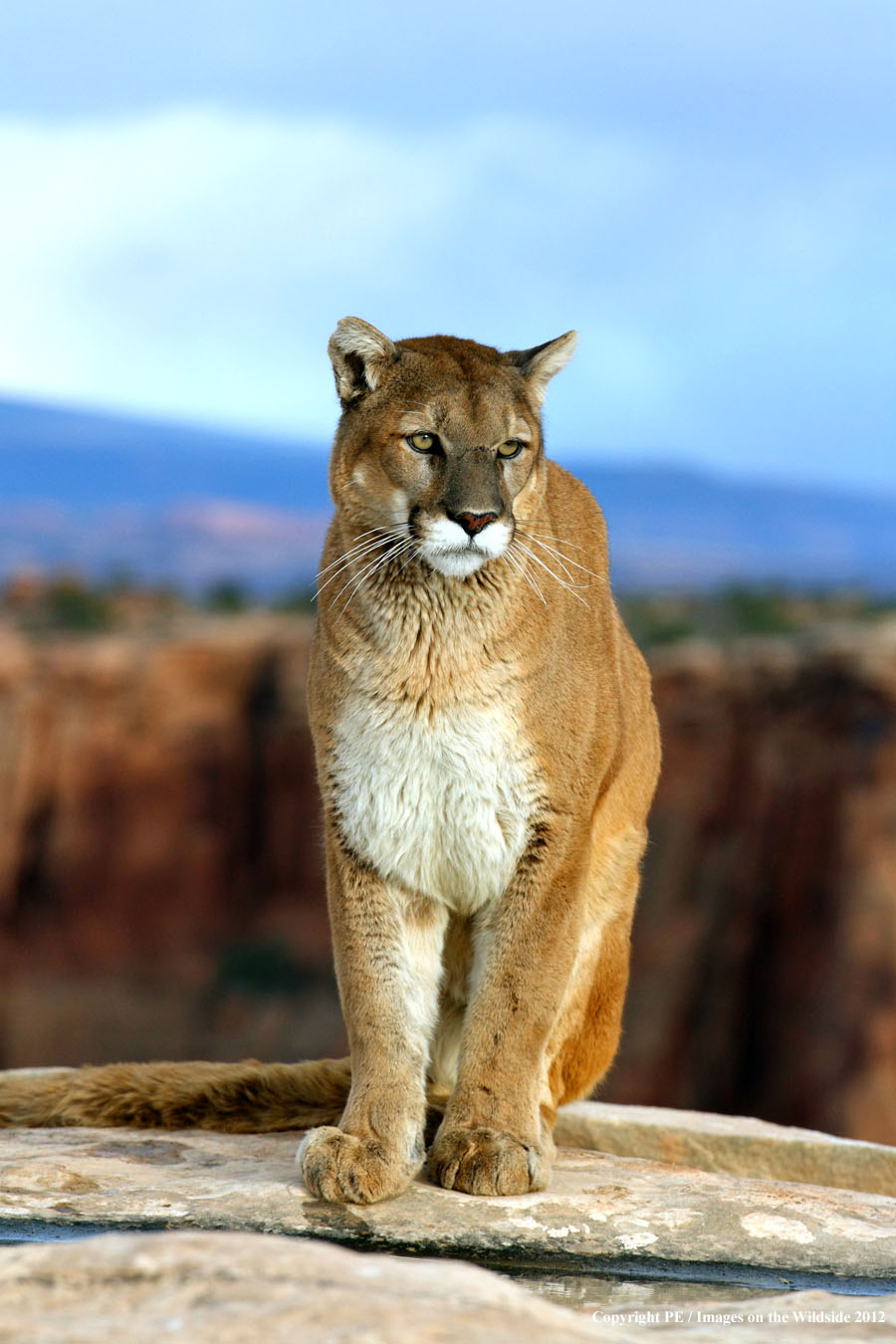 Mountain Lion in habitat.