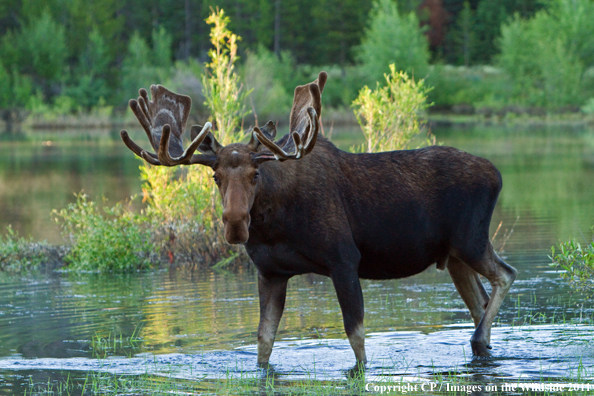 Shiras Moose in habitat. 