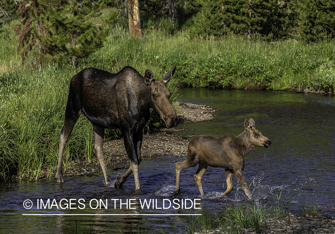 Shiras moose cow and calf.