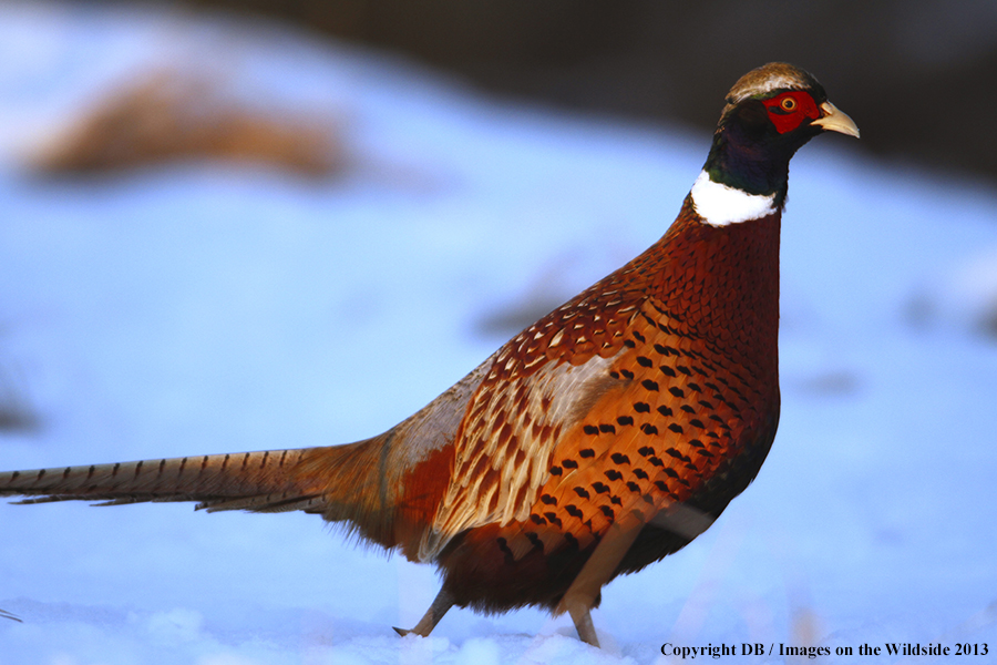 Ring-necked pheasant in field.