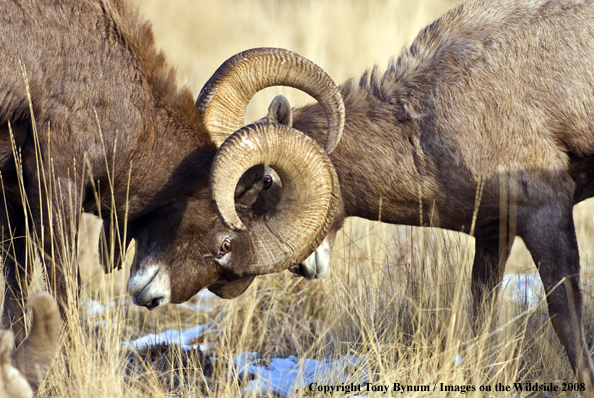 Rocky Mountain Bighorn Sheep