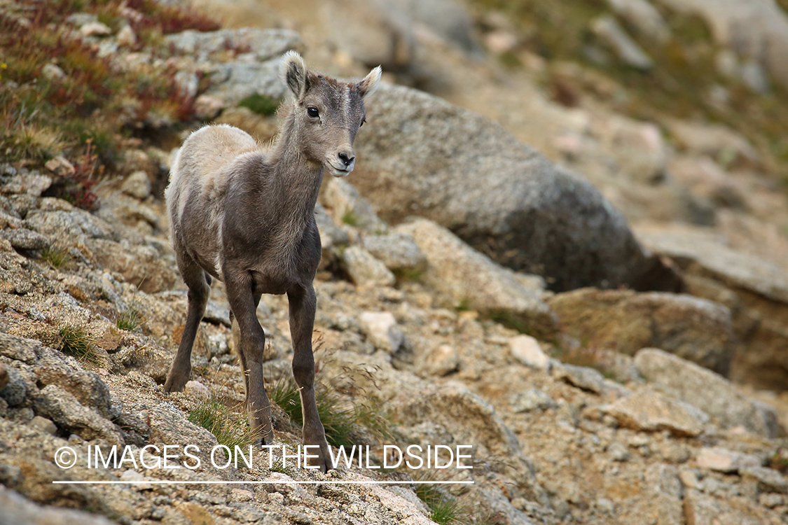 Rocky Mountain Bighorn Sheep lamb in habitat. 