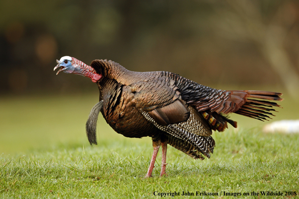 Eastern Wild Turkey gobbling