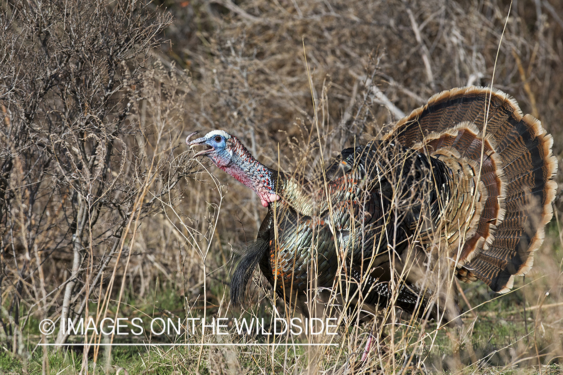 Eastern Wild Turkey tom in habitat.
