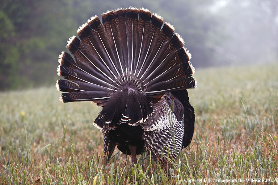 Rio Grande Turkey tail feathers.