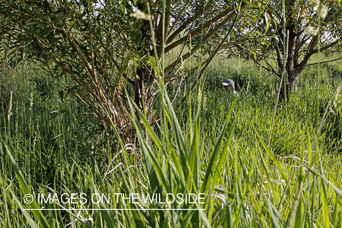 Fisherman behind tall grass.