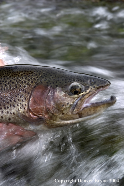 Close-up of Rainbow trout being released.