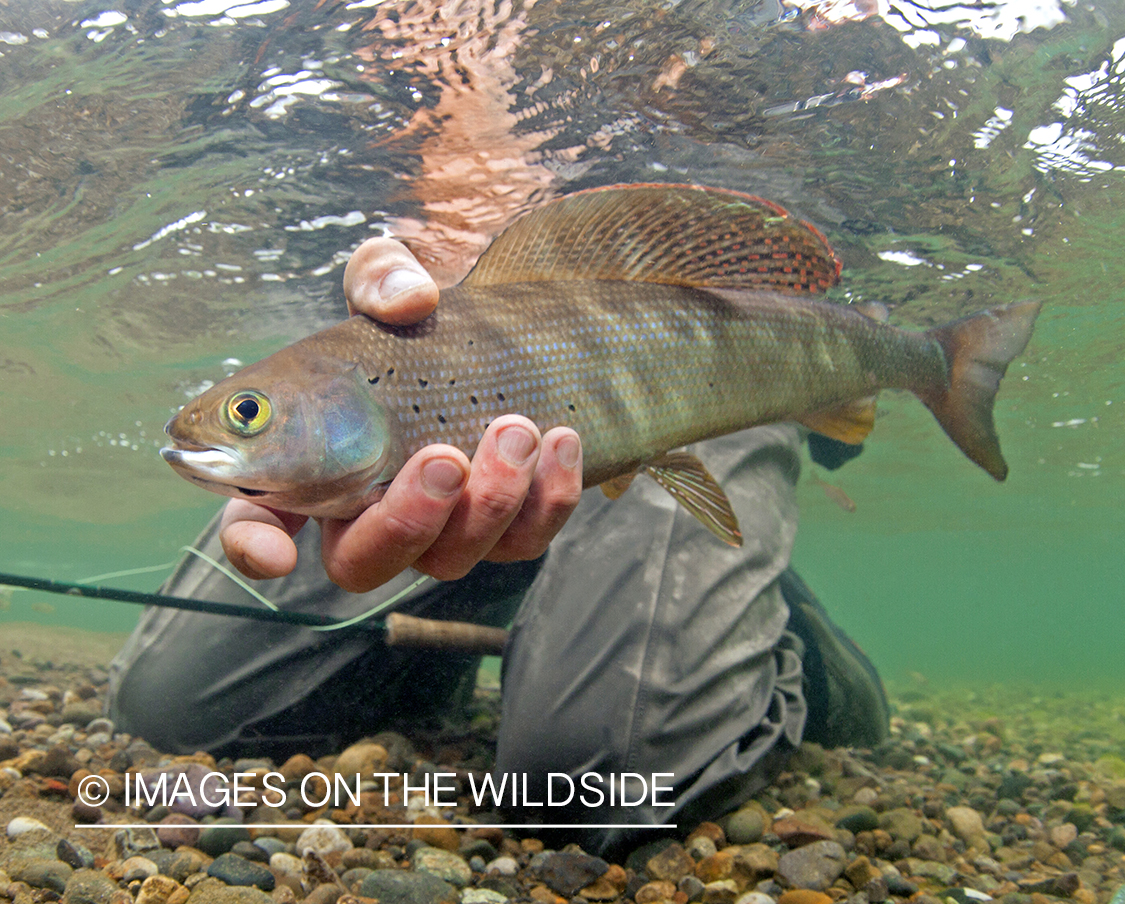 Fisherman with Grayling.