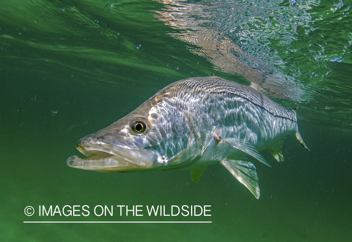 Snook in ocean.