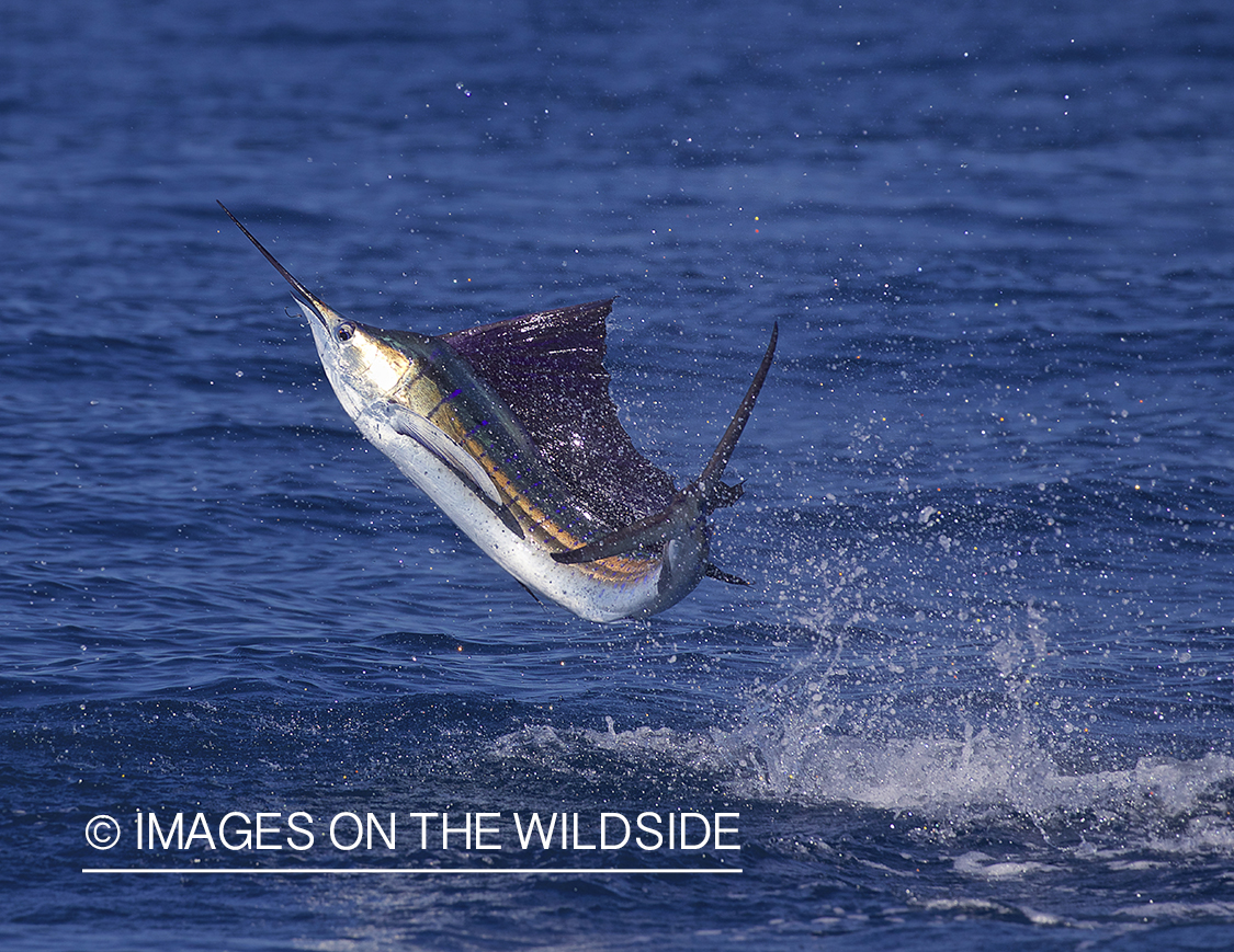 Jumping Marlin.