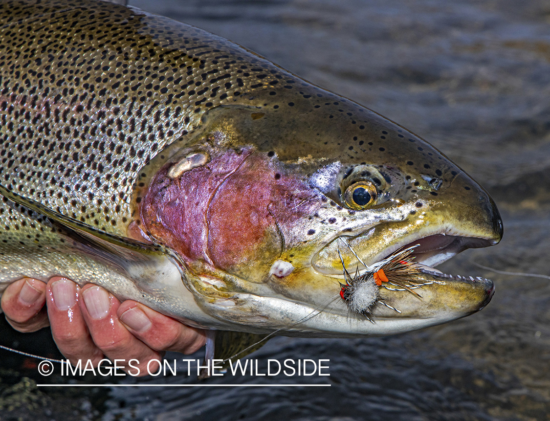 Hooked rainbow trout.