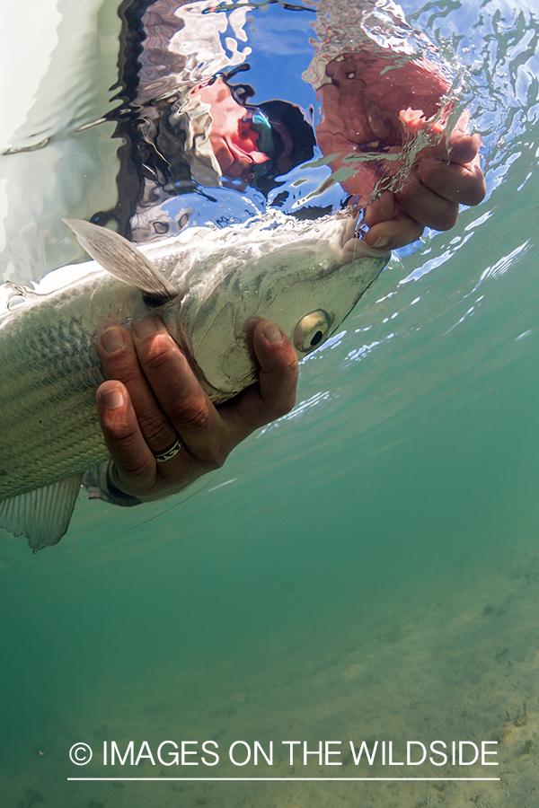 Flyfisherman releasing Bonefish.