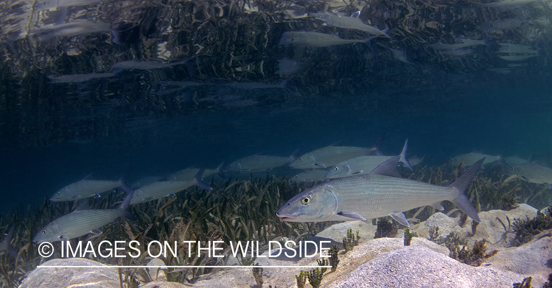 Bonefish in habitat.