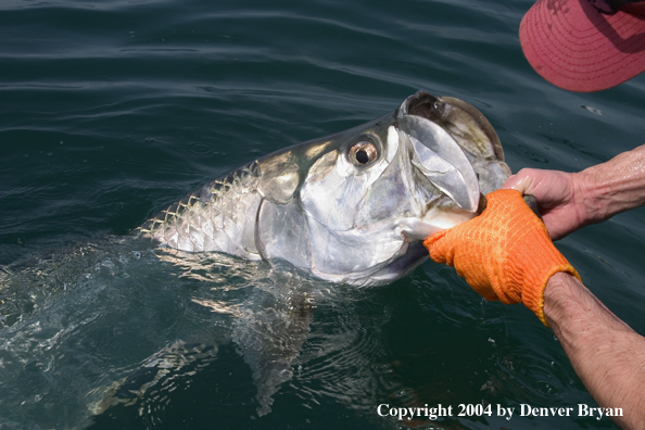 Flyfisherman releasing tarpon 