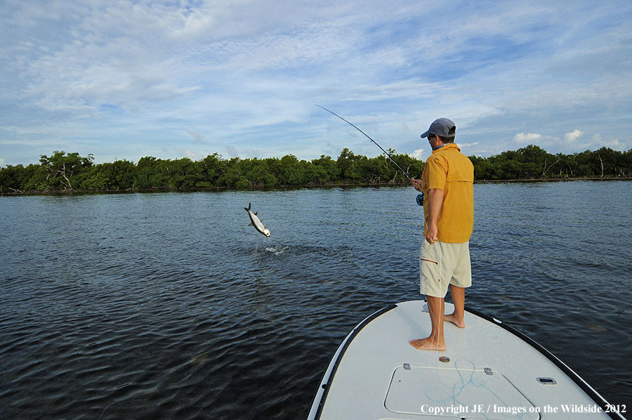 Flyfisherman with leaping tarpon on hook.