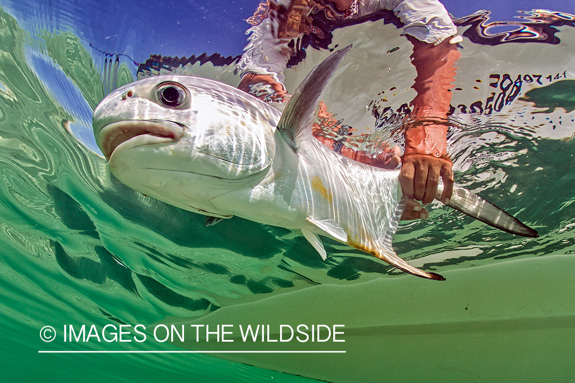 Permit being released underwater.