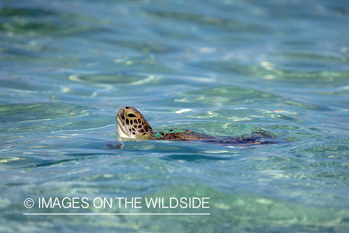 Hawksbill sea turtle.