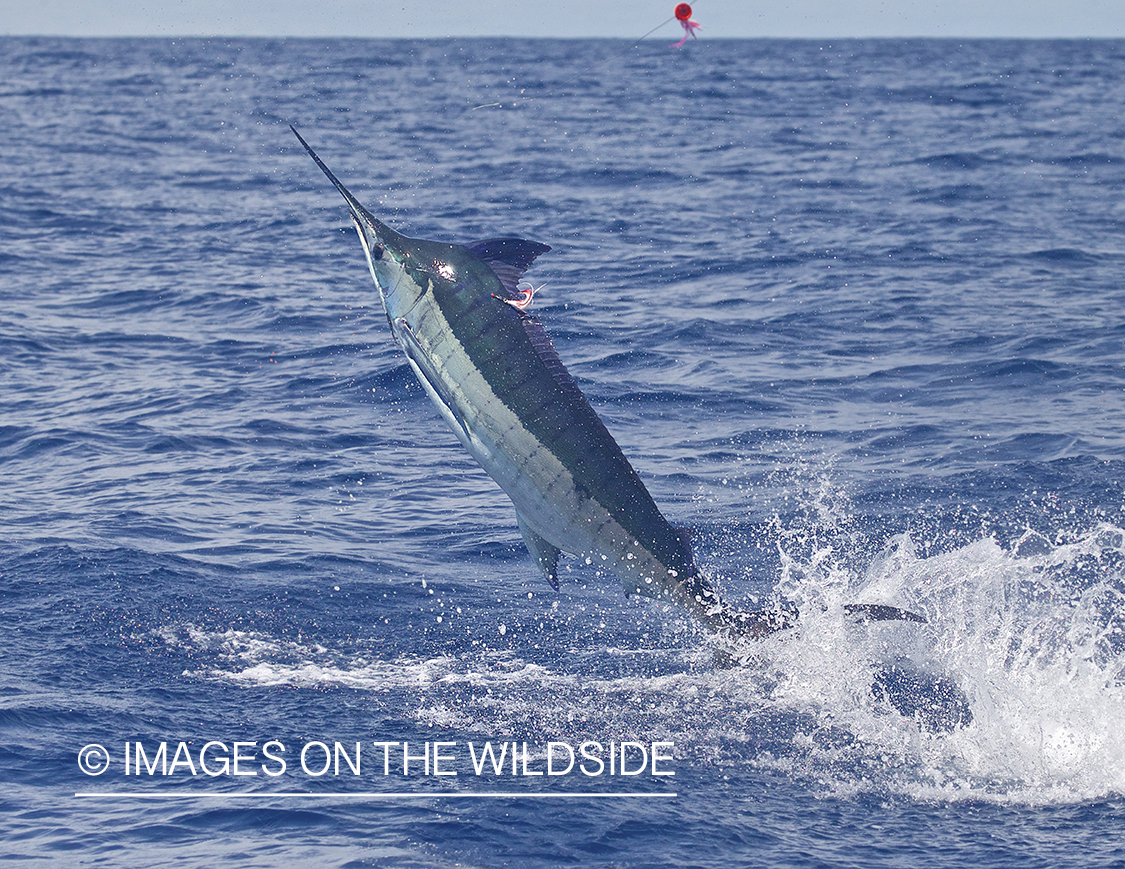 Marlin (blue) jumping.