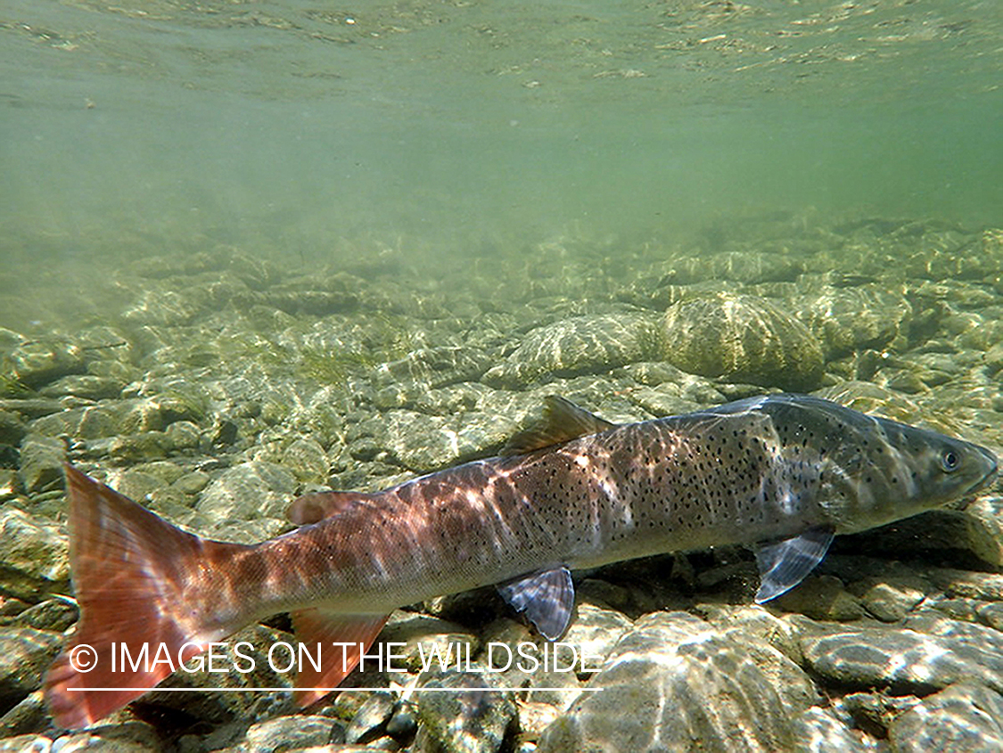 Taimen in Delger River, Mongolia.