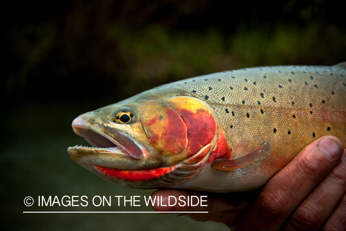 Cutthroat trout. 