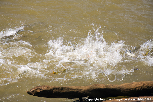 School of Golden Dorados eating Bait Fish