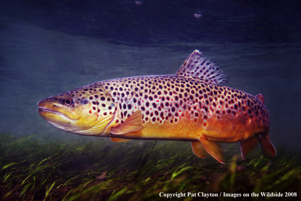 Brown Trout