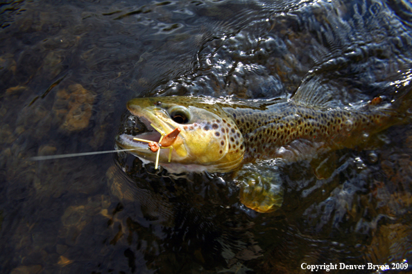 Brown trout in small stream