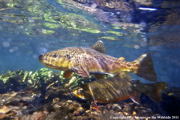 Brown trout and Brook trout, MT. 