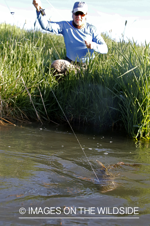 Flyfisherman fighting with brown trout.