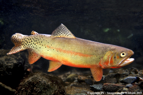 Rio Grande Cutthroat, New Mexico. 