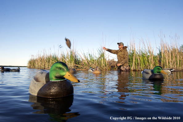 Waterfowl Hunter tossing decoys onto water