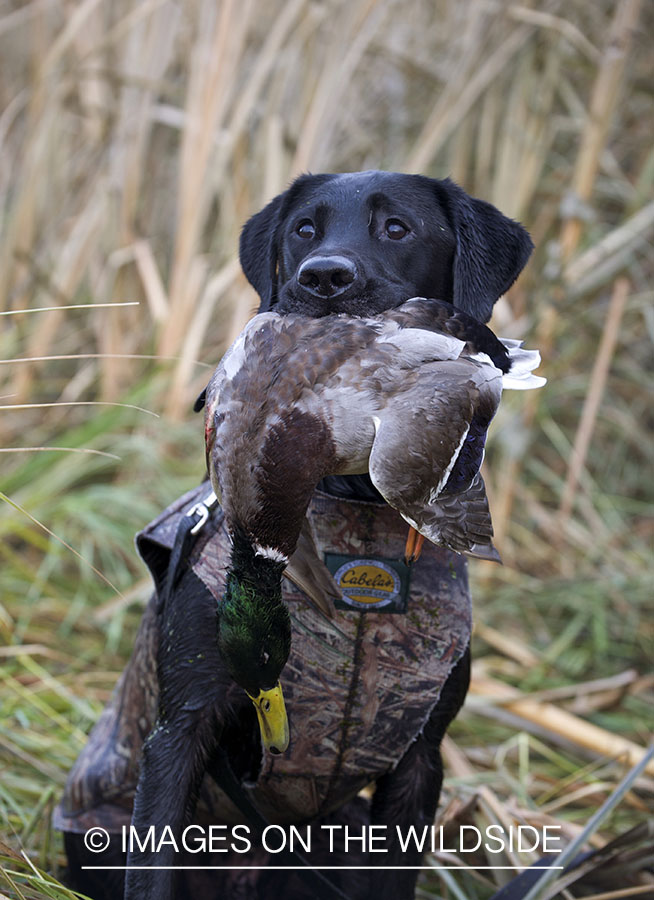 Black lab retrieving downed mallard.