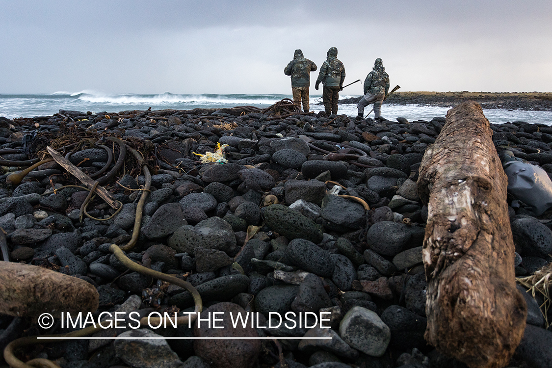 King Eider and Long-tailed duck hunting in Alaska, hunters on shoreline.