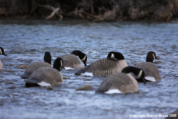 Canadian Geese Decoys