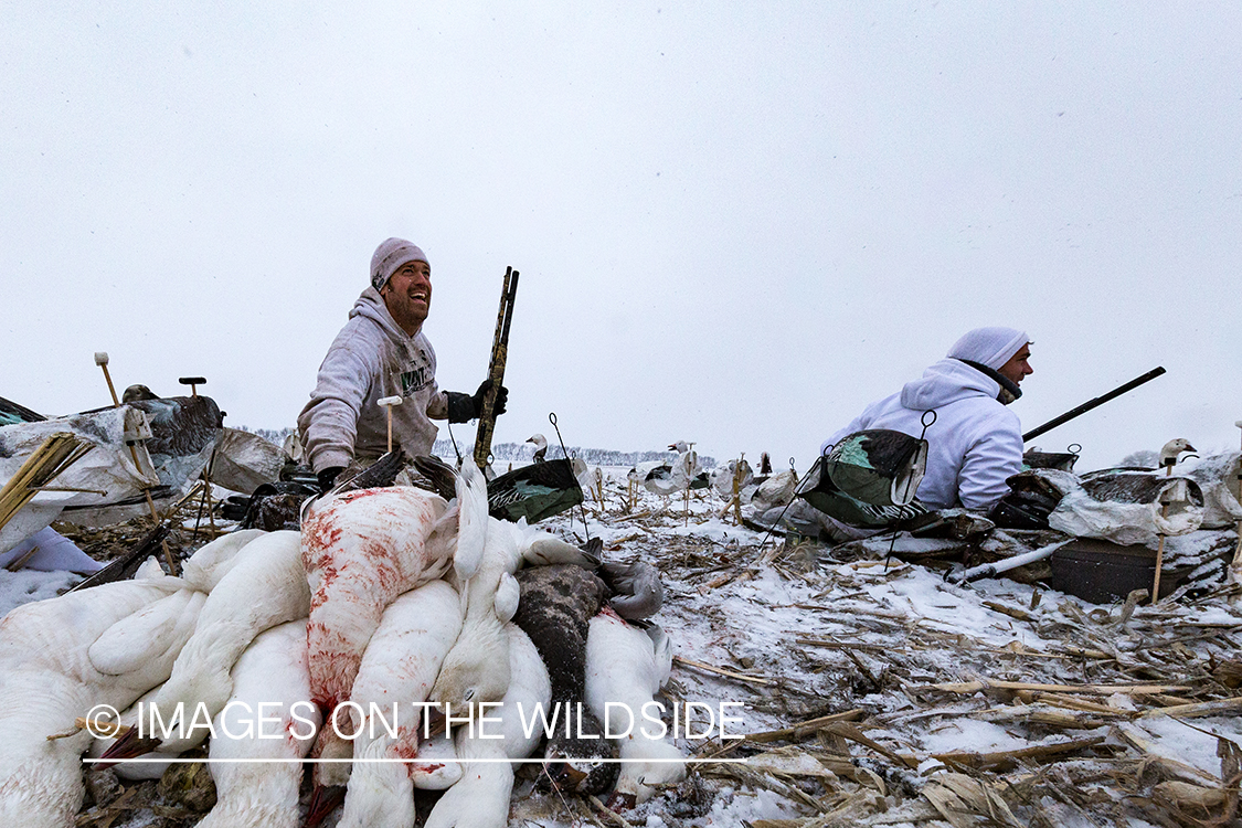 Hunters in field with bagged geese.