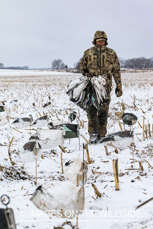 Hunter packing up after day of goose hunting.